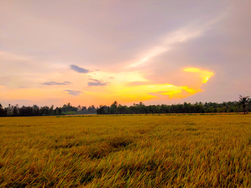 Watching the sunset and unwinding at An My rice fields.